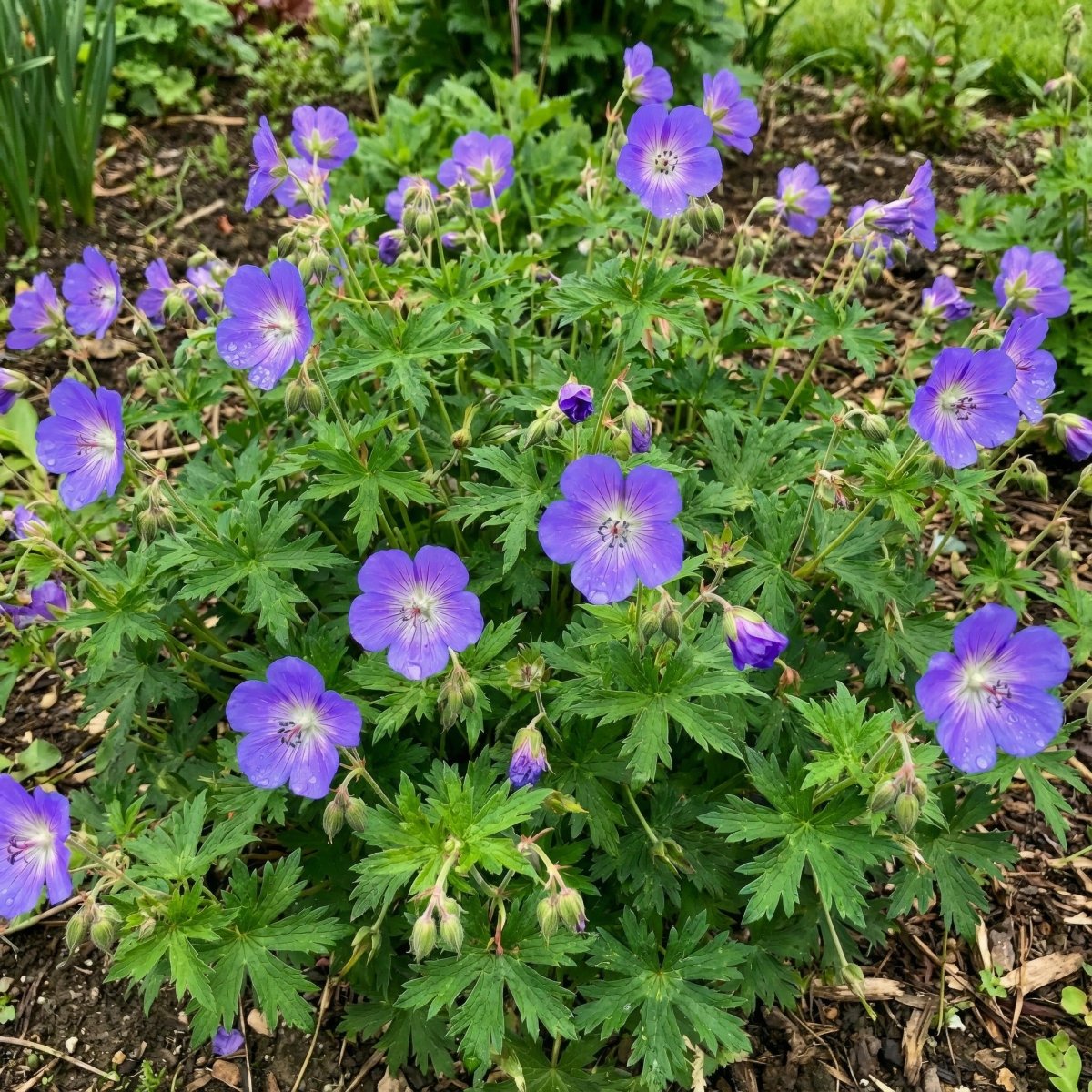 Geranium 'Brookside' (Cranesbill) – flower bulbs, product photo 3 (Harding & Bloom)