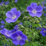 Geranium 'Brookside' (Cranesbill) – flower bulbs, product photo 2 (Harding & Bloom)