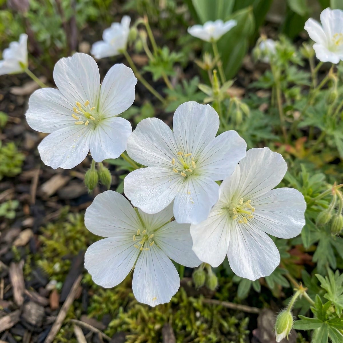 Geranium sanguineum (Bloody cranesbill) – flower bulbs, main product photo (Harding & Bloom)