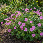 Geranium × oxonianum 'Wargrave Pink' (Oxford cranesbill) – flower bulbs, product photo 2 (Harding & Bloom)