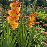 Gladiolus 'Las Vegas' - Harding & Bloom