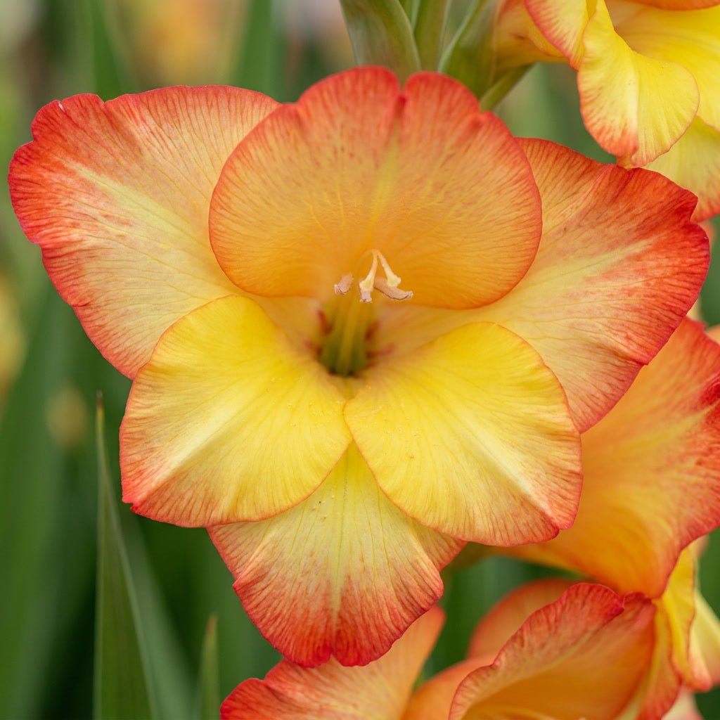 Gladiolus 'Las Vegas' - Harding & Bloom