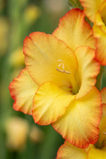 Gladiolus 'Las Vegas' - Harding & Bloom