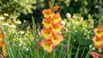Gladiolus 'Las Vegas' - Harding & Bloom