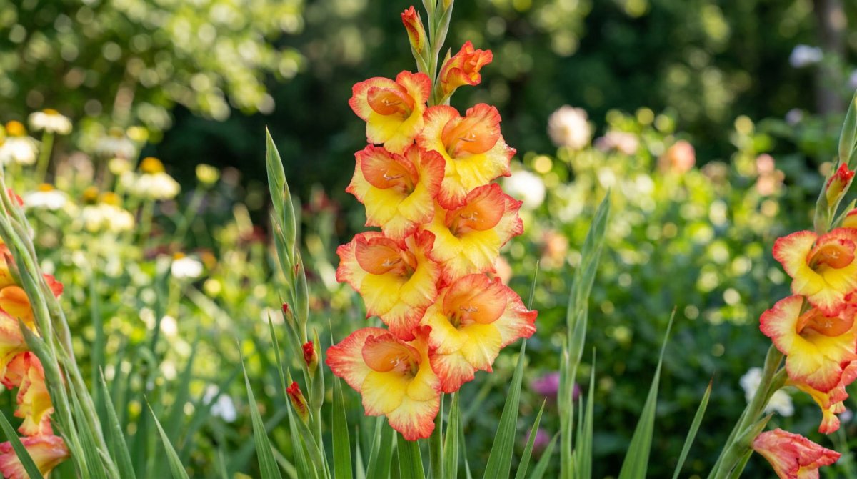 Gladiolus 'Las Vegas' - Harding & Bloom