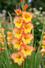 Gladiolus 'Las Vegas' - Harding & Bloom