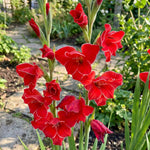 Gladiolus 'Atom' – gladiolus corms, product photo 2 (Harding & Bloom)