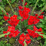 Gladiolus 'Atom' – gladiolus corms, product photo 4 (Harding & Bloom)