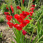 Gladiolus 'Atom' – gladiolus corms, product photo 5 (Harding & Bloom)