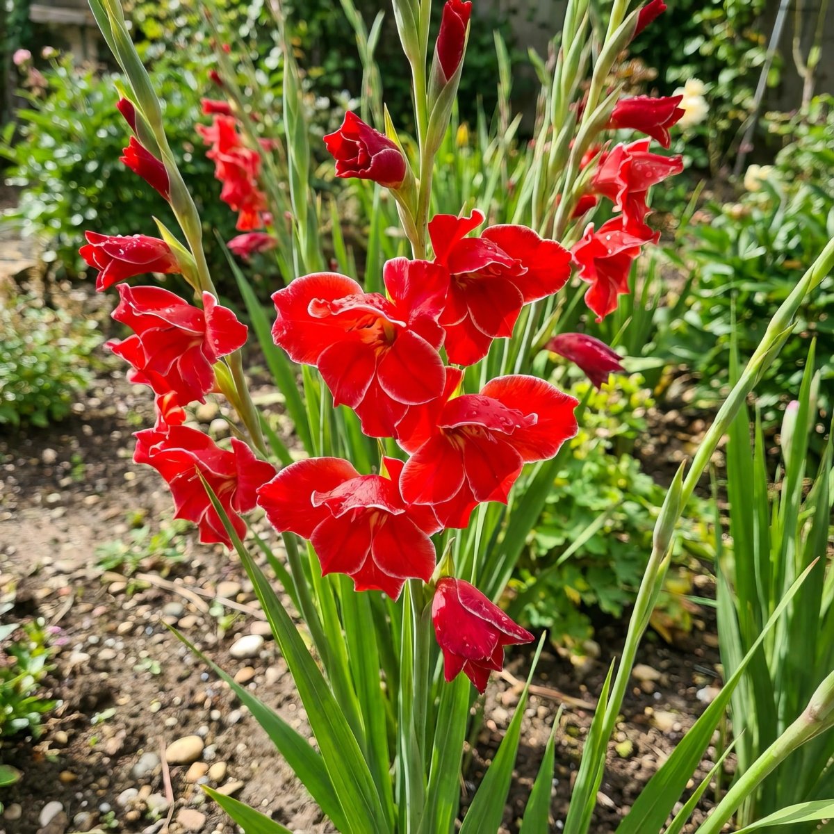 Gladiolus 'Atom' – gladiolus corms, product photo 5 (Harding & Bloom)