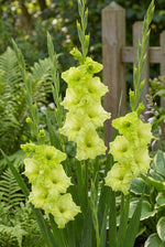 Gladiolus 'Green Star' – gladiolus corms, product photo 4 (Harding & Bloom)