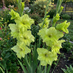 Gladiolus 'Green Star' – gladiolus corms, product photo 5 (Harding & Bloom)