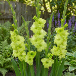Gladiolus 'Green Star' – gladiolus corms, product photo 3 (Harding & Bloom)