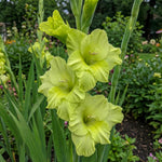 Gladiolus 'Green Star' - Harding & Bloom