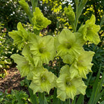 Gladiolus 'Green Star' – gladiolus corms, product photo 2 (Harding & Bloom)