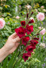 Gladiolus 'Papilio Ruby' – gladiolus corms, product photo 2 (Harding & Bloom)