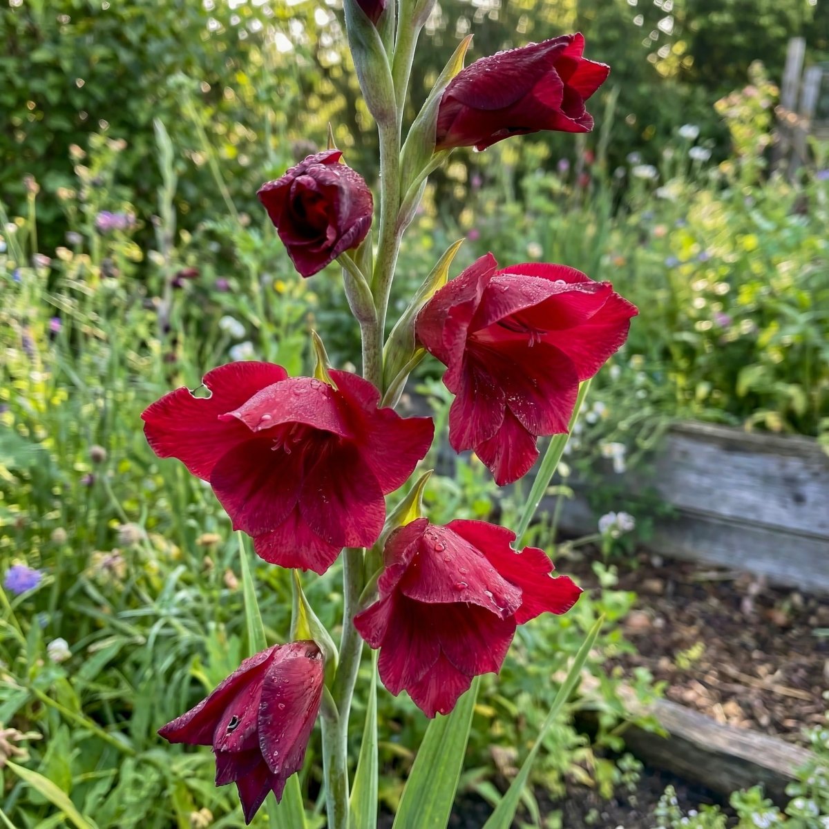 Gladiolus 'Papilio Ruby' – gladiolus corms, main product photo (Harding & Bloom)