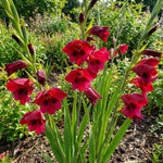 Gladiolus 'Papilio Ruby' – gladiolus corms, product photo 5 (Harding & Bloom)