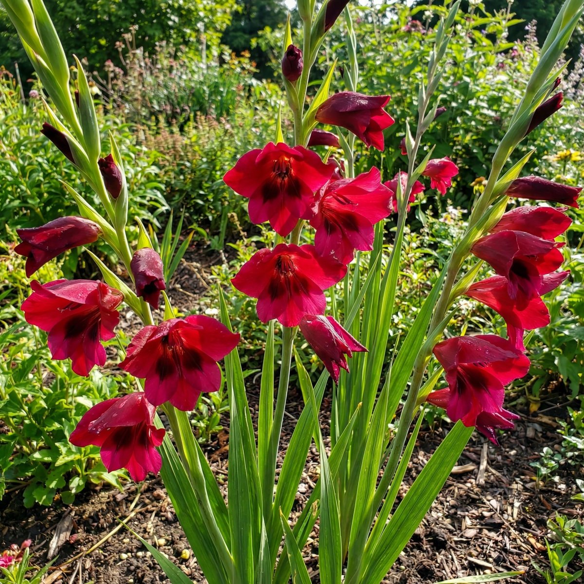 Gladiolus 'Papilio Ruby' – gladiolus corms, product photo 5 (Harding & Bloom)