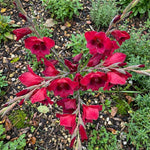 Gladiolus 'Papilio Ruby' – gladiolus corms, product photo 4 (Harding & Bloom)