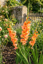 Gladiolus 'Peter Pears' – gladiolus corms, product photo 2 (Harding & Bloom)