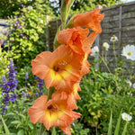 Gladiolus 'Peter Pears' – gladiolus corms, product photo 5 (Harding & Bloom)