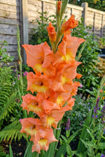 Gladiolus 'Peter Pears' - Harding & Bloom