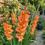Gladiolus 'Peter Pears' – gladiolus corms, product photo 4 (Harding & Bloom)