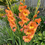 Gladiolus 'Peter Pears' – gladiolus corms, product photo 6 (Harding & Bloom)