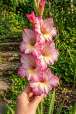 Gladiolus 'Priscilla' – gladiolus corms, product photo 3 (Harding & Bloom)