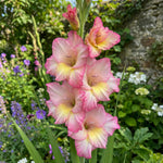 Gladiolus 'Priscilla' – gladiolus corms, product photo 5 (Harding & Bloom)
