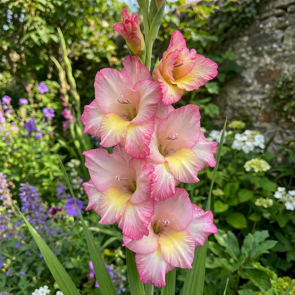 Gladiolus 'Priscilla' – gladiolus corms, product photo 5 (Harding & Bloom)