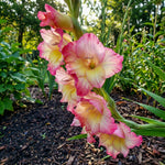 Gladiolus 'Priscilla' – gladiolus corms, product photo 2 (Harding & Bloom)