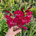 Gladiolus 'Robinetta' – gladiolus corms, product photo 2 (Harding & Bloom)