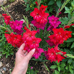 Gladiolus 'Robinetta' - Harding & Bloom