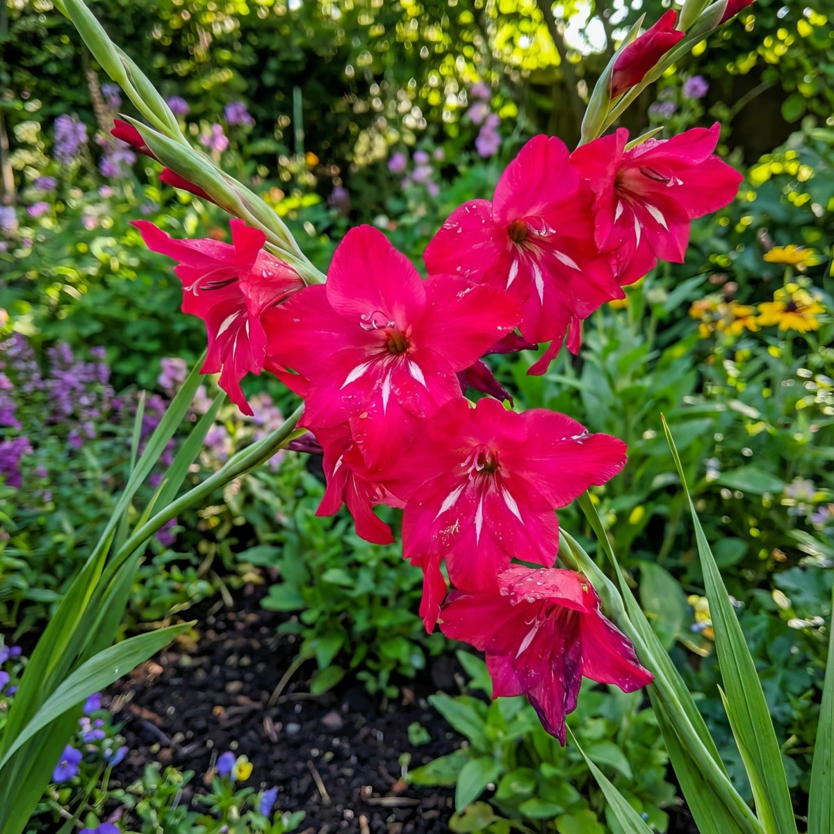 Gladiolus 'Robinetta' – gladiolus corms, product photo 3 (Harding & Bloom)