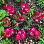 Gladiolus 'Robinetta' – gladiolus corms, product photo 5 (Harding & Bloom)