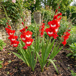 Gladiolus 'Traderhorn' – gladiolus corms, product photo 5 (Harding & Bloom)