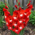 Gladiolus 'Traderhorn' – gladiolus corms, product photo 2 (Harding & Bloom)
