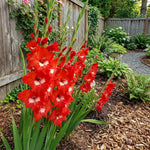 Gladiolus 'Traderhorn' – gladiolus corms, product photo 4 (Harding & Bloom)