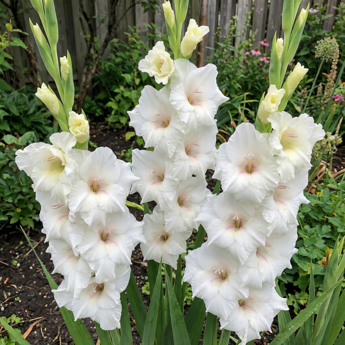 Gladiolus 'White Prosperity' – gladiolus corms, main product photo (Harding & Bloom)