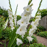 Gladiolus 'White Prosperity' – gladiolus corms, product photo 7 (Harding & Bloom)