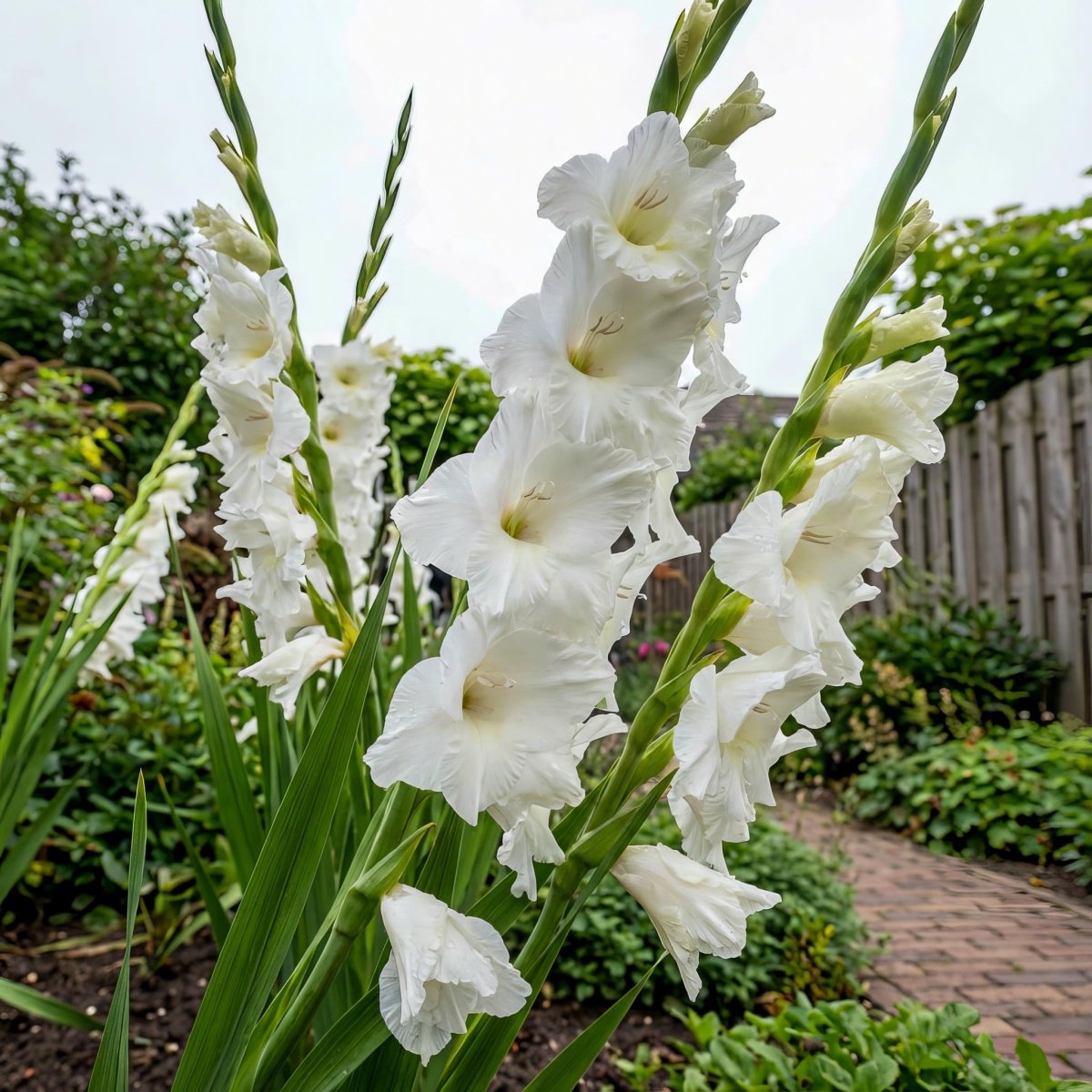 Gladiolus 'White Prosperity' – gladiolus corms, product photo 7 (Harding & Bloom)