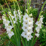 Gladiolus 'White Prosperity' – gladiolus corms, product photo 6 (Harding & Bloom)