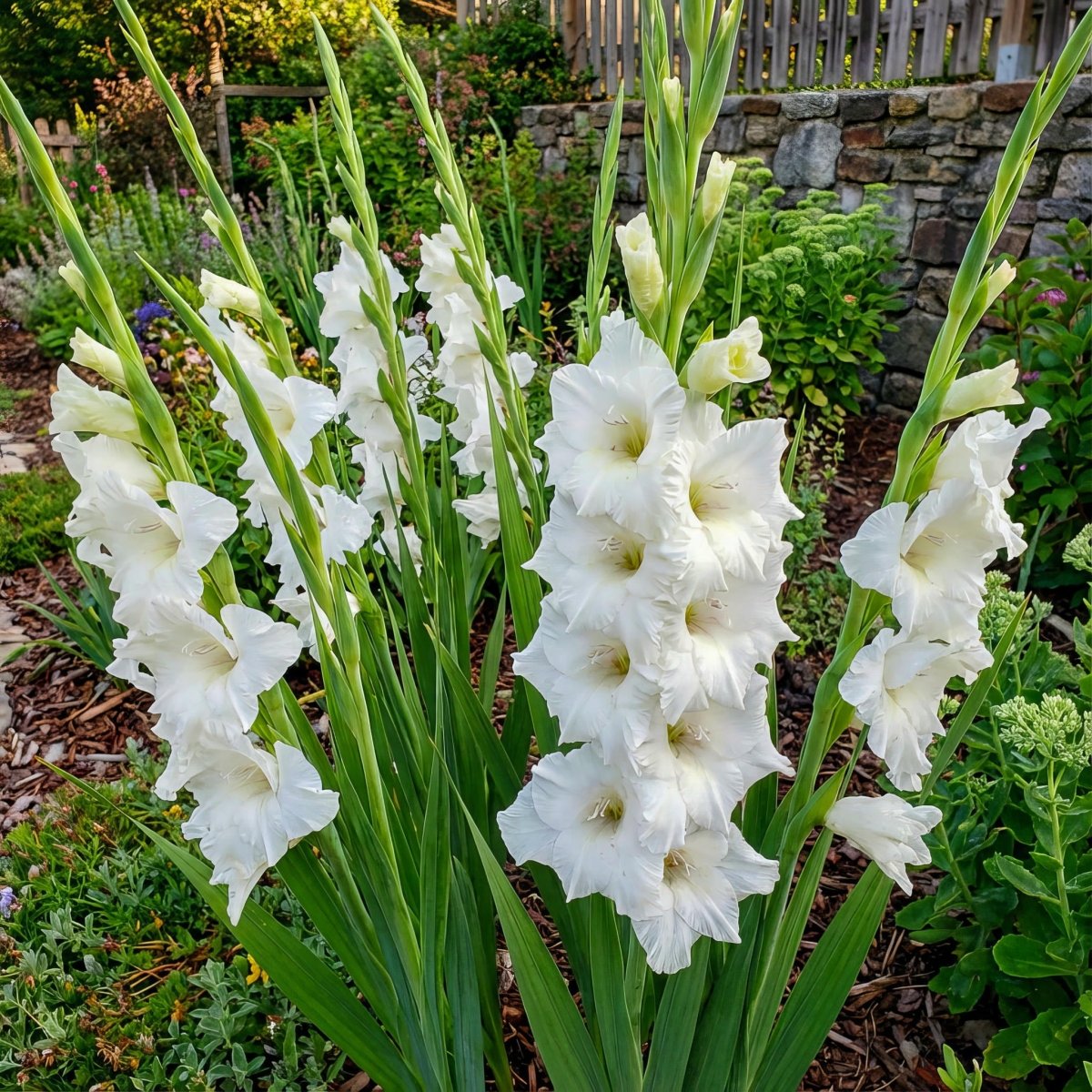 Gladiolus 'White Prosperity' – gladiolus corms, product photo 6 (Harding & Bloom)