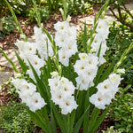 Gladiolus 'White Prosperity' – gladiolus corms, product photo 4 (Harding & Bloom)