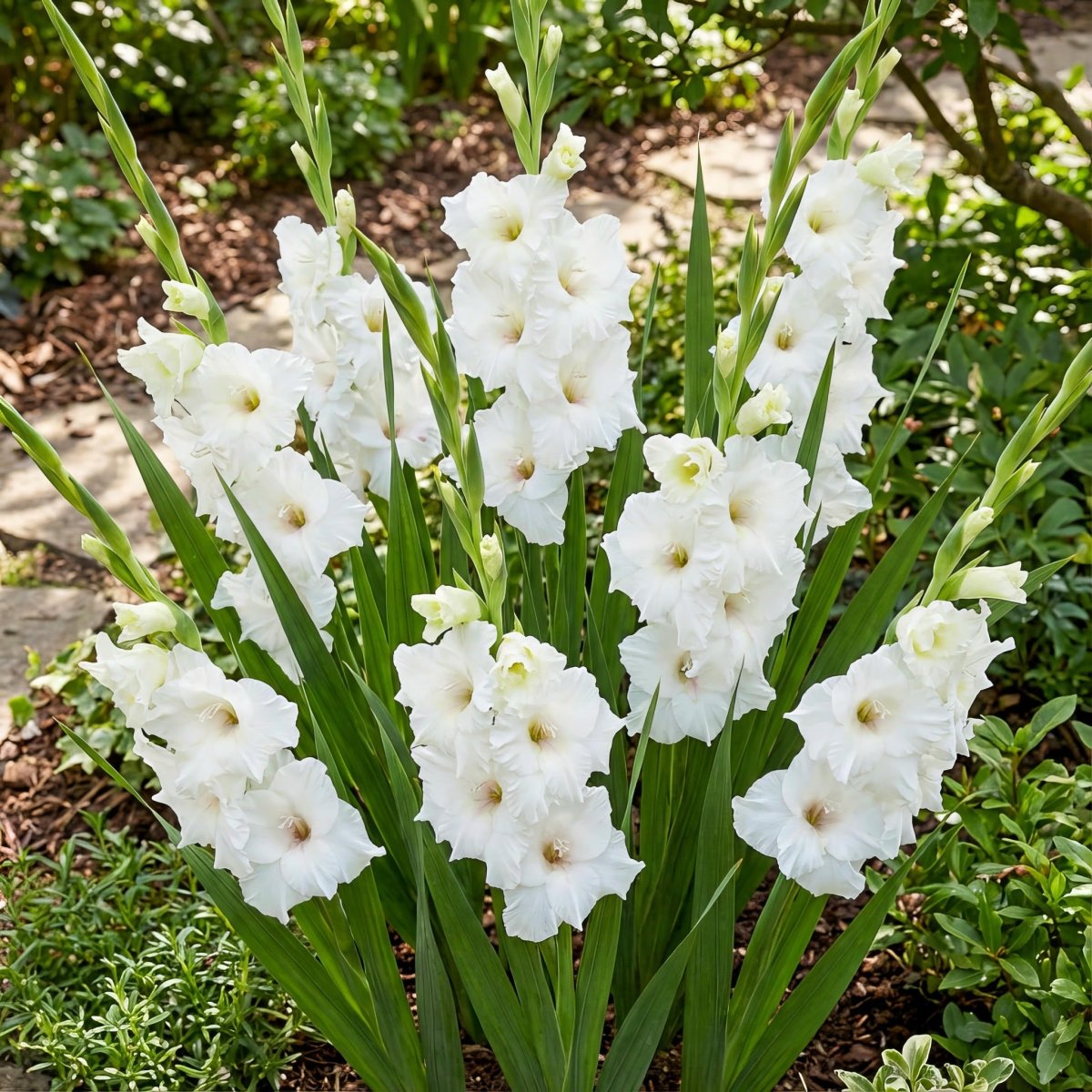 Gladiolus 'White Prosperity' – gladiolus corms, product photo 4 (Harding & Bloom)