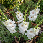 Gladiolus 'White Prosperity' – gladiolus corms, product photo 3 (Harding & Bloom)