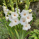 Gladiolus 'White Prosperity' – gladiolus corms, product photo 5 (Harding & Bloom)