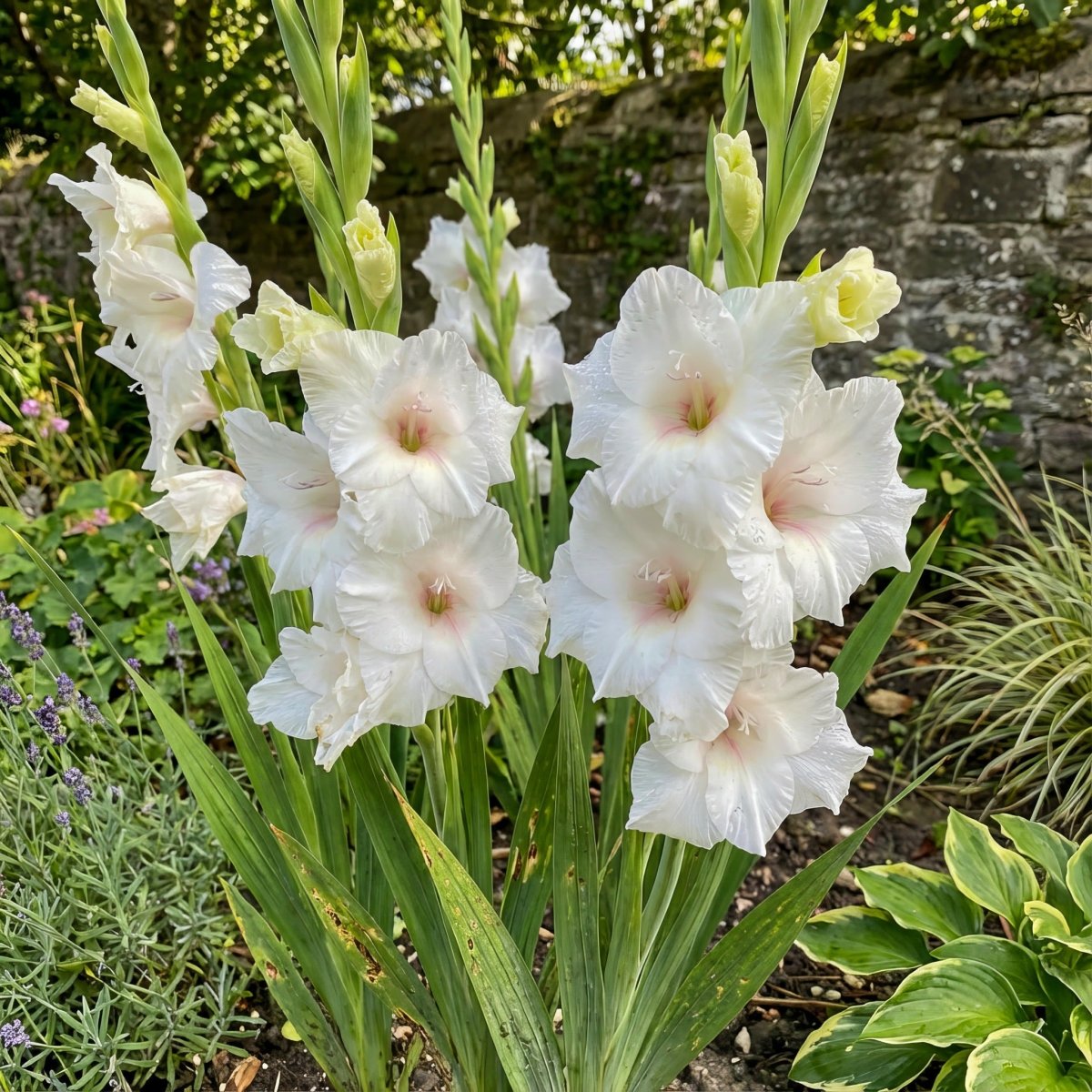 Gladiolus 'White Prosperity' – gladiolus corms, product photo 5 (Harding & Bloom)